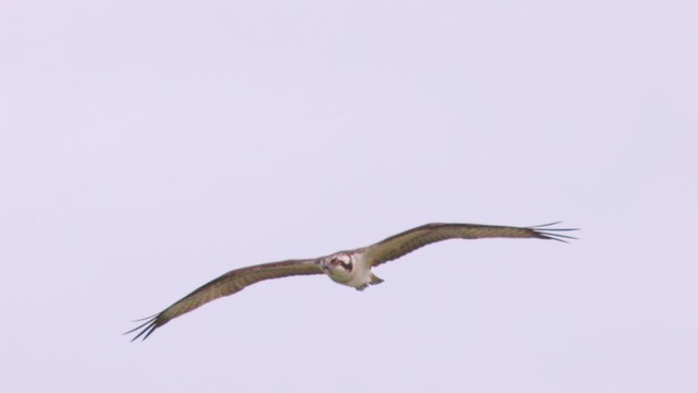 Osprey Flying Slow Motion 4k