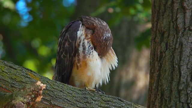 Red-Tailed Hawk Grooming 2
