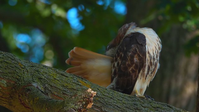 Red-Tailed Hawk-Grooming3 4k 120fps Slow Motion