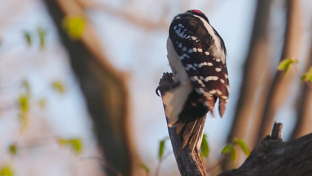 Woodpecker Spring Wildilfe Bird - 4K 120fps