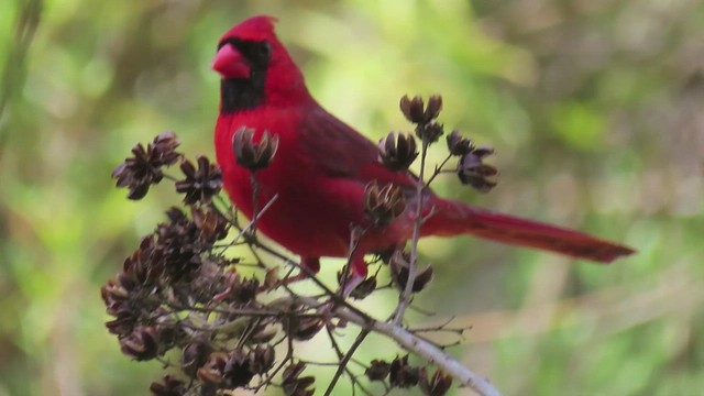 cardinal ... chasing seeds