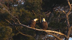 Bald Eagles Mating in Toronto - 4k Rare Footage