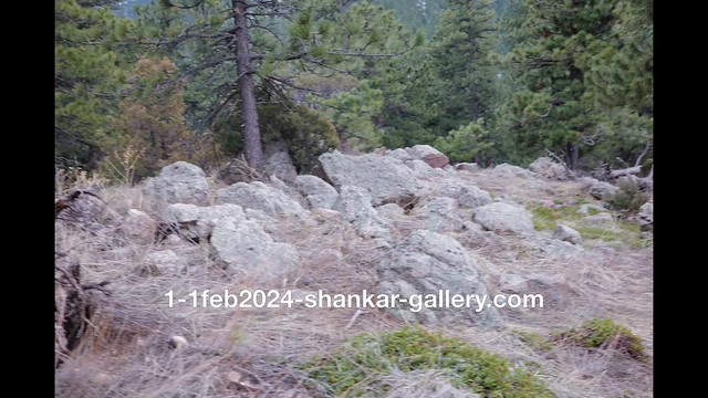 1-1feb2024-shankar-gallery.com