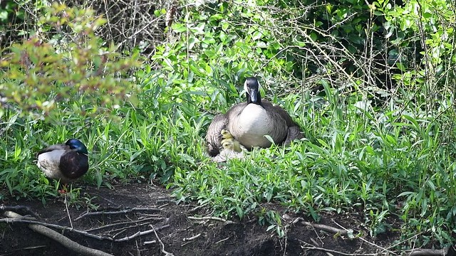 Goose Mom With 7 Hatchlings