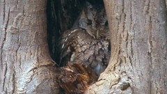 Wildlife Video Footage of Eastern Screetch Owl in Toronto