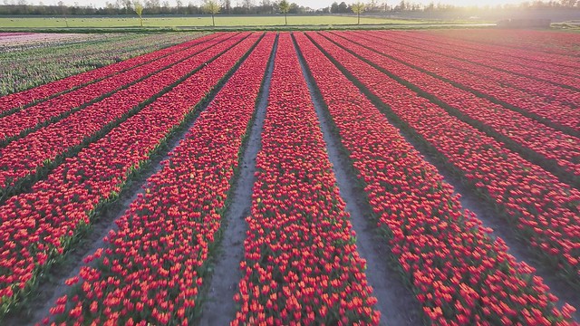 Tulip fields in the Noordoostpolder - The Netherlands (DR0259)
