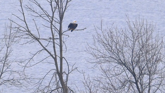 Young adult Bald Eagle Flying back to Cootes Paradise - Hamilton Harbour
