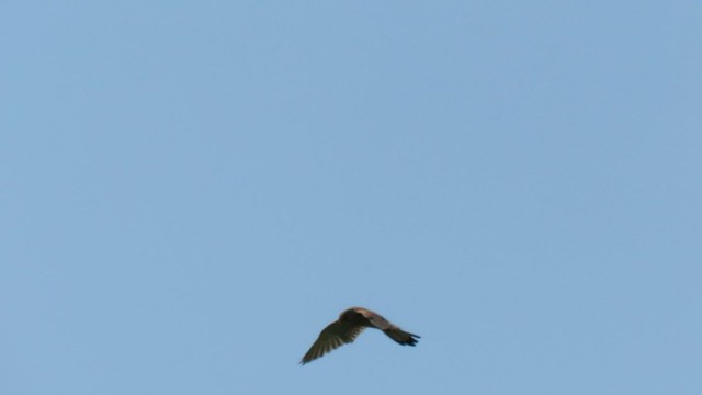 red falcon in flight