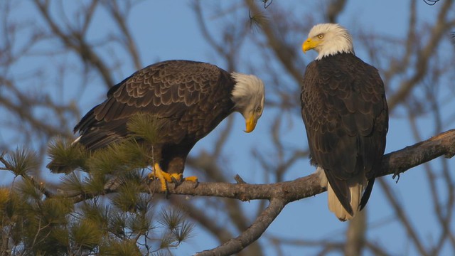 Bald Eagles Mating off QEW Expressway