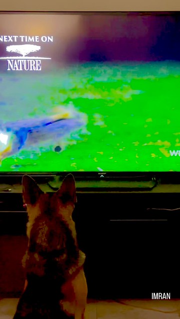 German Shepherd Dog K2 Literally Sits & Watches Entire TV Segments - IMRAN™