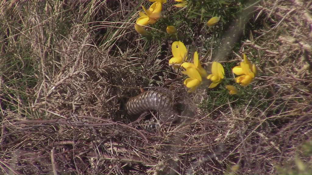 Mating Adders ; Purbeck | DJB Dorset Days | Flickr