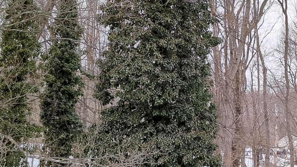 Tiny snowflakes falling in Trumbull, CT.