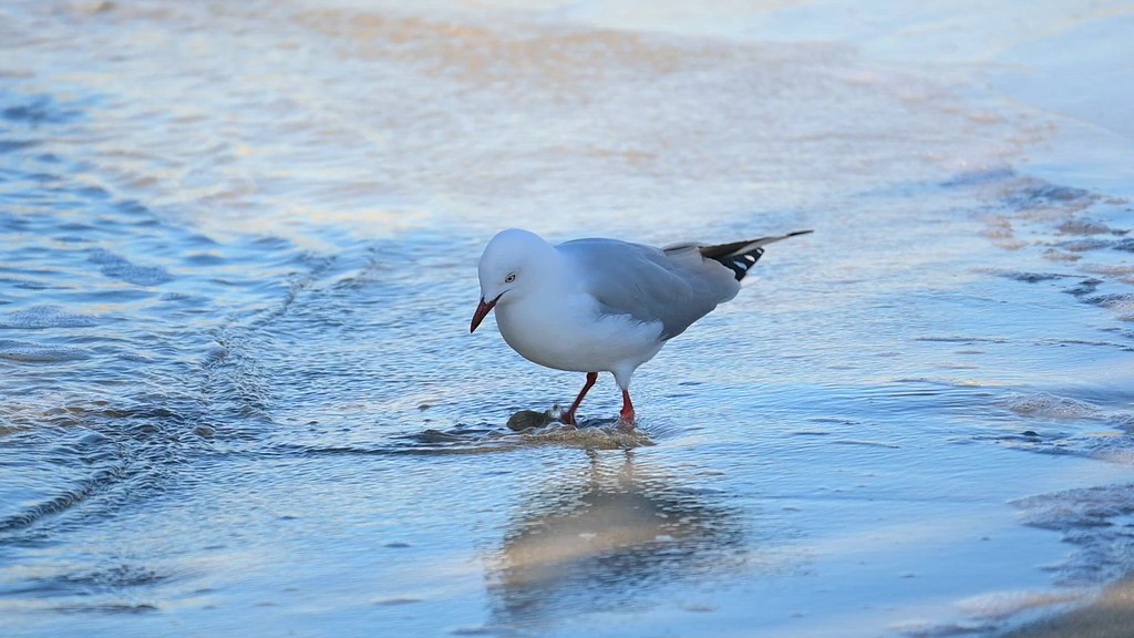 foot shuffling in wet sand