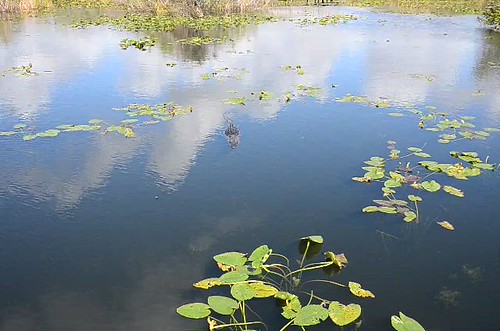 Mister Alligator Doing His Thing, Everglades National Park, Homestead Entrance
