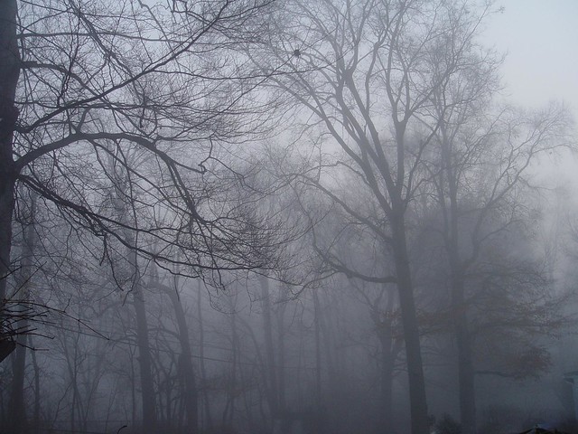 Mist in my backyard - i