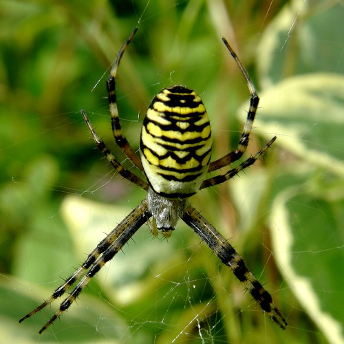 argiope frelon / wasp spider by OliBac