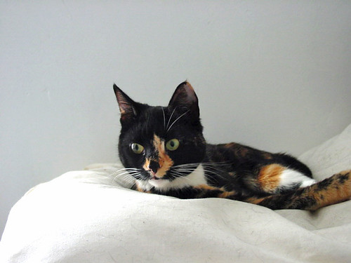 Cuddles my cat | by Brian Dickson