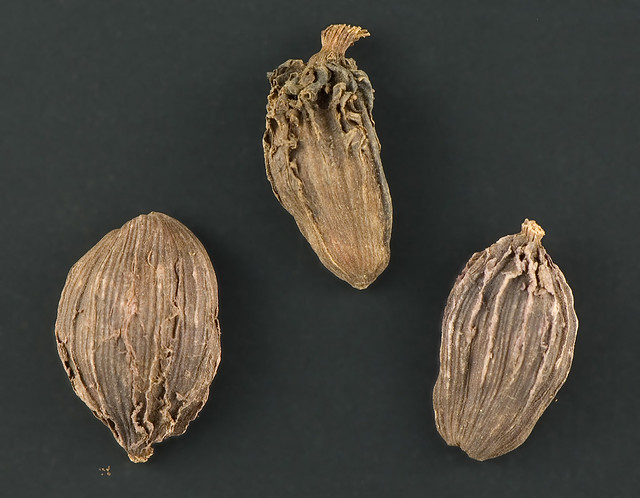 Amomum subulatum (Zingiberaceae)