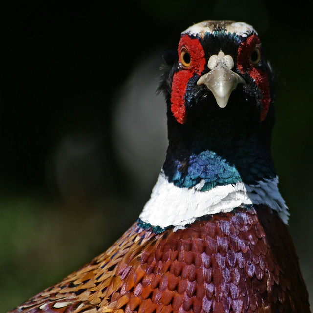 Eye contact #2 - A pleasant Pheasant?
