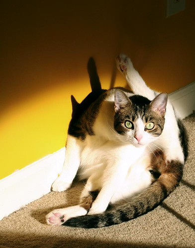 "Hi mom!" by Nerdessence, I swore I wouldn't be taking MORE cat photos, yet here they are!
He was just being so goofy and bea