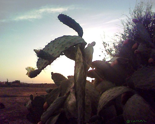 flowers cactus nature fleurs morocco maroc milli figuier barbarie المغرب hassi طبيعة بركان berkane ميلي حاسي triffa أزهار تريفة صبار
