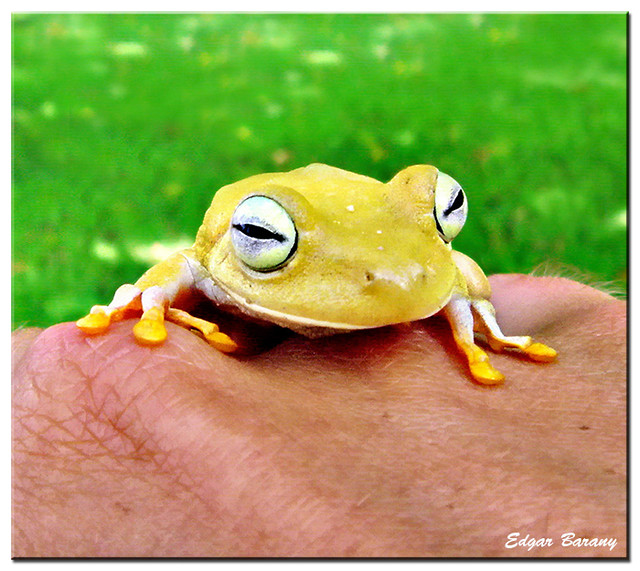 Frog chat Download Camfrog