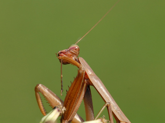 Praying Mantis Preening after a satisfying meal, perhaps a mate?