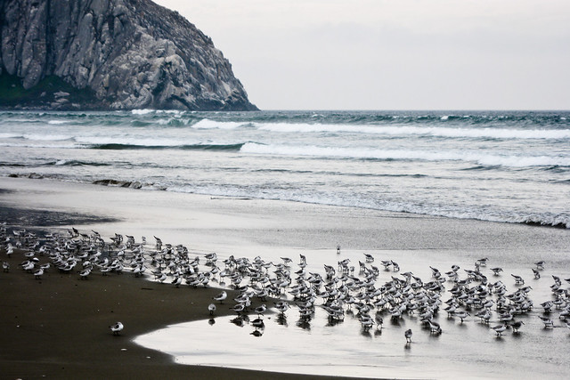 Sanderlings (birds) on Moro Strand State Beach, Morro Rock in background