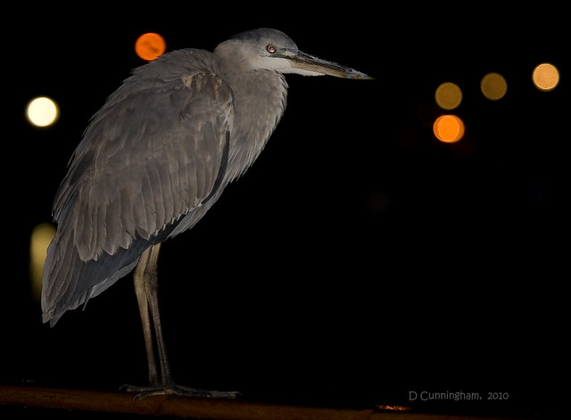 Great Blue Heron at Boat Dock Late at Night