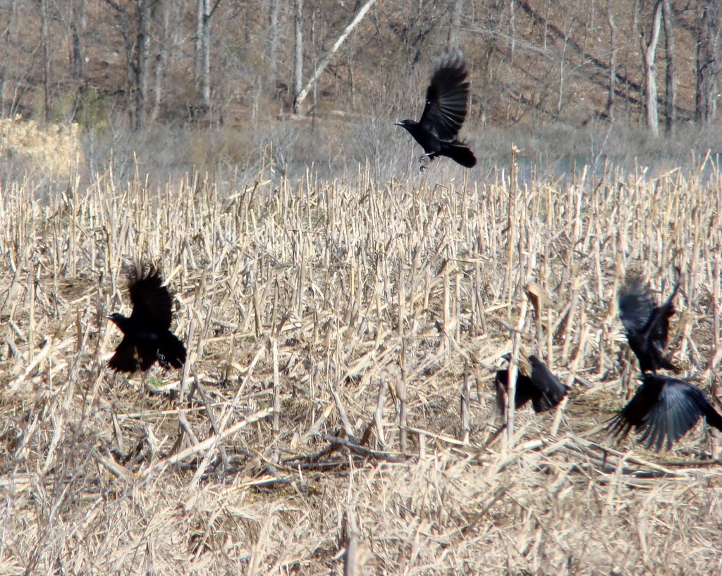 The crow show | A group of American Crows. Corvus brachyrhyn… | Flickr