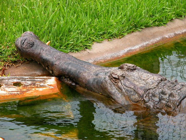 Alligator Adventure - Crocodile