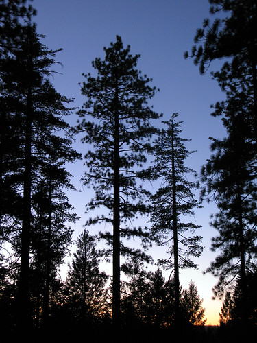 california sunset tree sierranevada placercounty