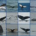 Flickr photo 'Whale Watching Sept. 18-21' by: yeimaya.