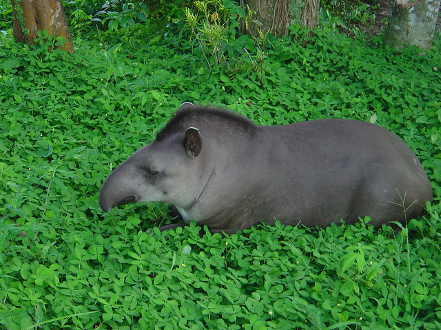 Da tapir