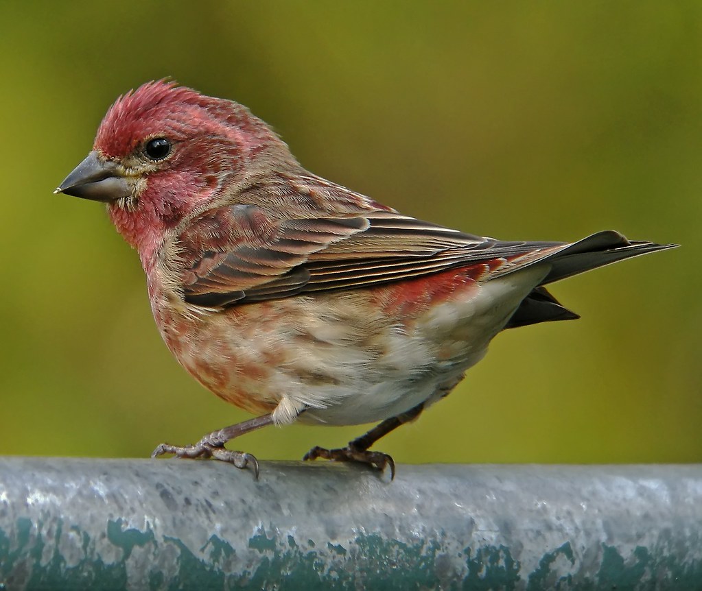 22 Species of Birds with Red Heads: A Comprehensive Guide - Purple Finch