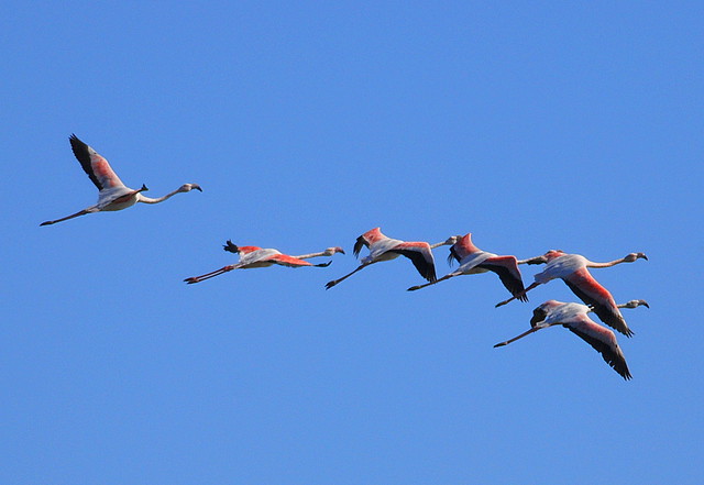 Flamingo comum (Phoenicopterus ruber)