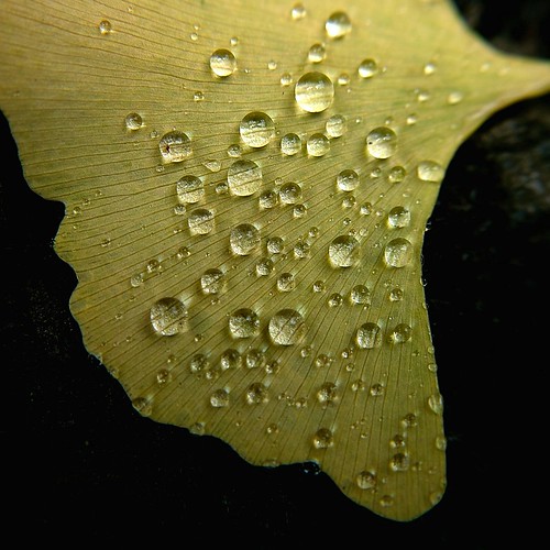 water drops on a ginkgo leaf by slowhand7530