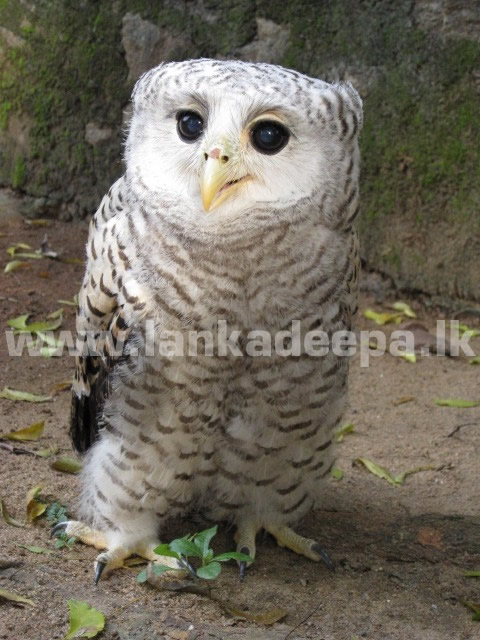 A  Small Rare  Owl found in Sri Lanka