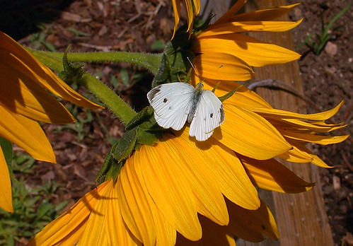 White butterfly on sunflowers - C95-6-06-08_11541 by Cap001 - Dan