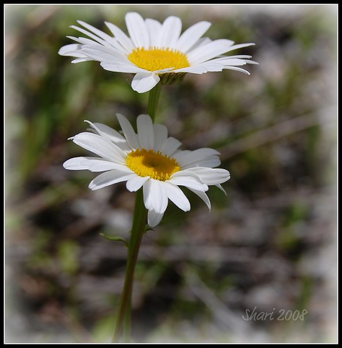 Lean on me.. | by MsMimiSmeeks