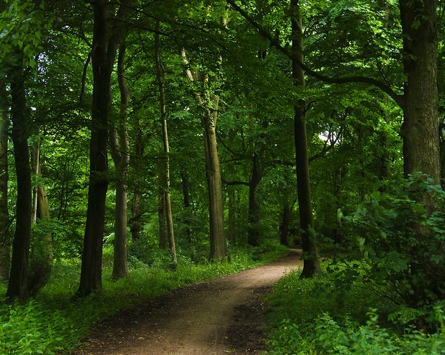 Come for a walk in the Green green forest