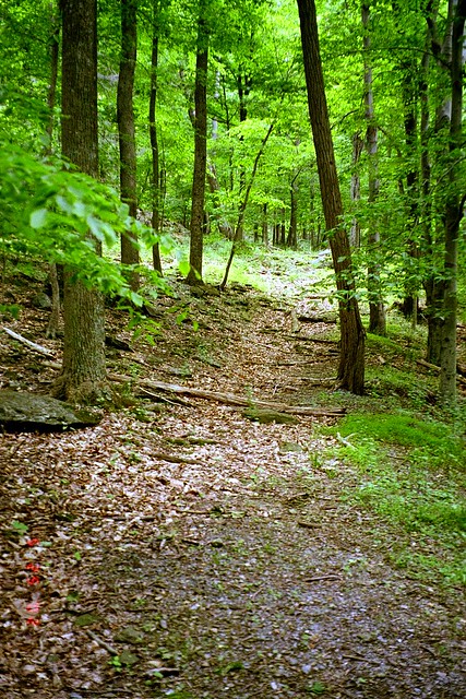 Cunningham Falls State Park:  Part of the trail