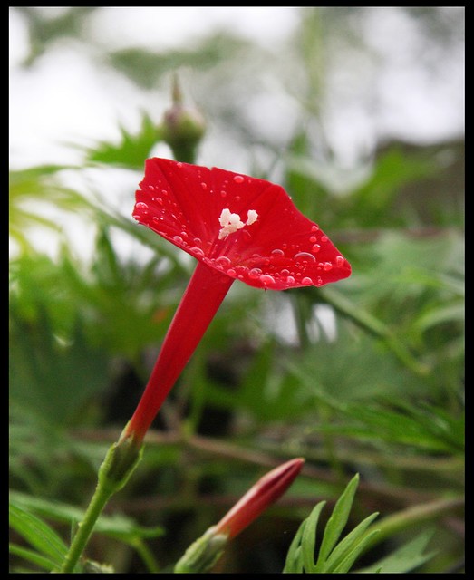 Cardinal Climber  ::  Flower