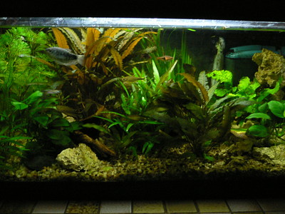 mon aquarium 10L, Aqua-blog.fr