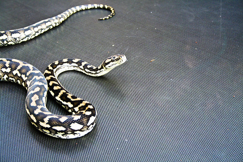 Jungle Python | by DalesPhotos