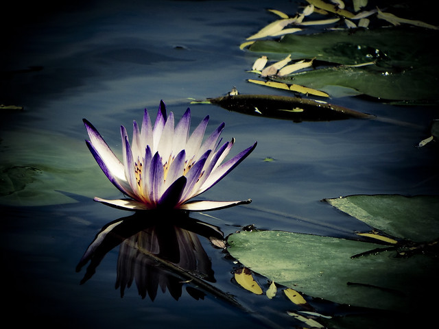 睡蓮 Water lily