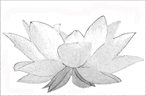 Lotus Flower In Pencil Drawing Isolated On White Botanic Illustration With  Realistic Lotus Flower Pencil Sketch With Water Lily Stock Illustration  Download Image Now IStock | lupon.gov.ph