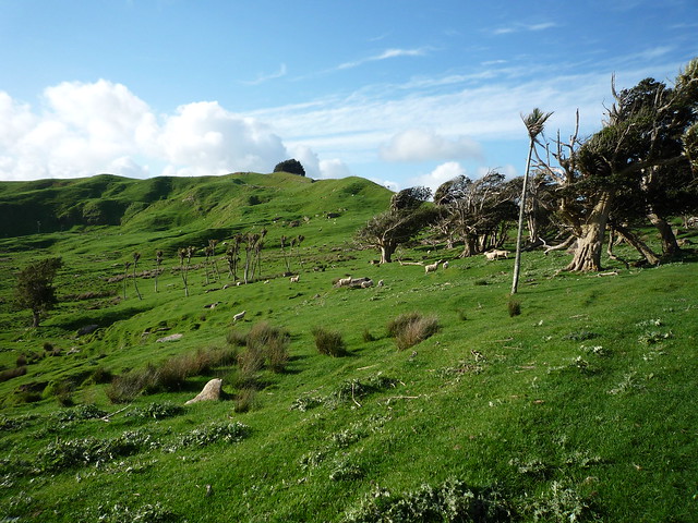 Sheep paddock somewhere on Te Akau Wharf Road near Raglan Harbour