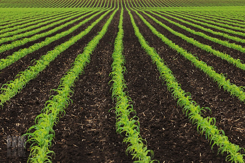 baby field rain angel oregon landscape ian photography corn angle farm country perspective images mount soil dirt rows crop greens crops agriculture sane of