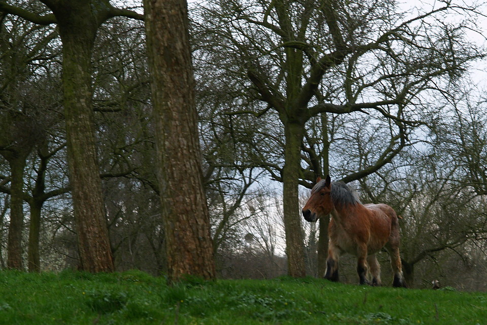 Oude knol - worn out horse